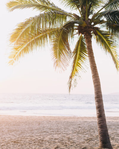 Palm tree on the beach with the sunset