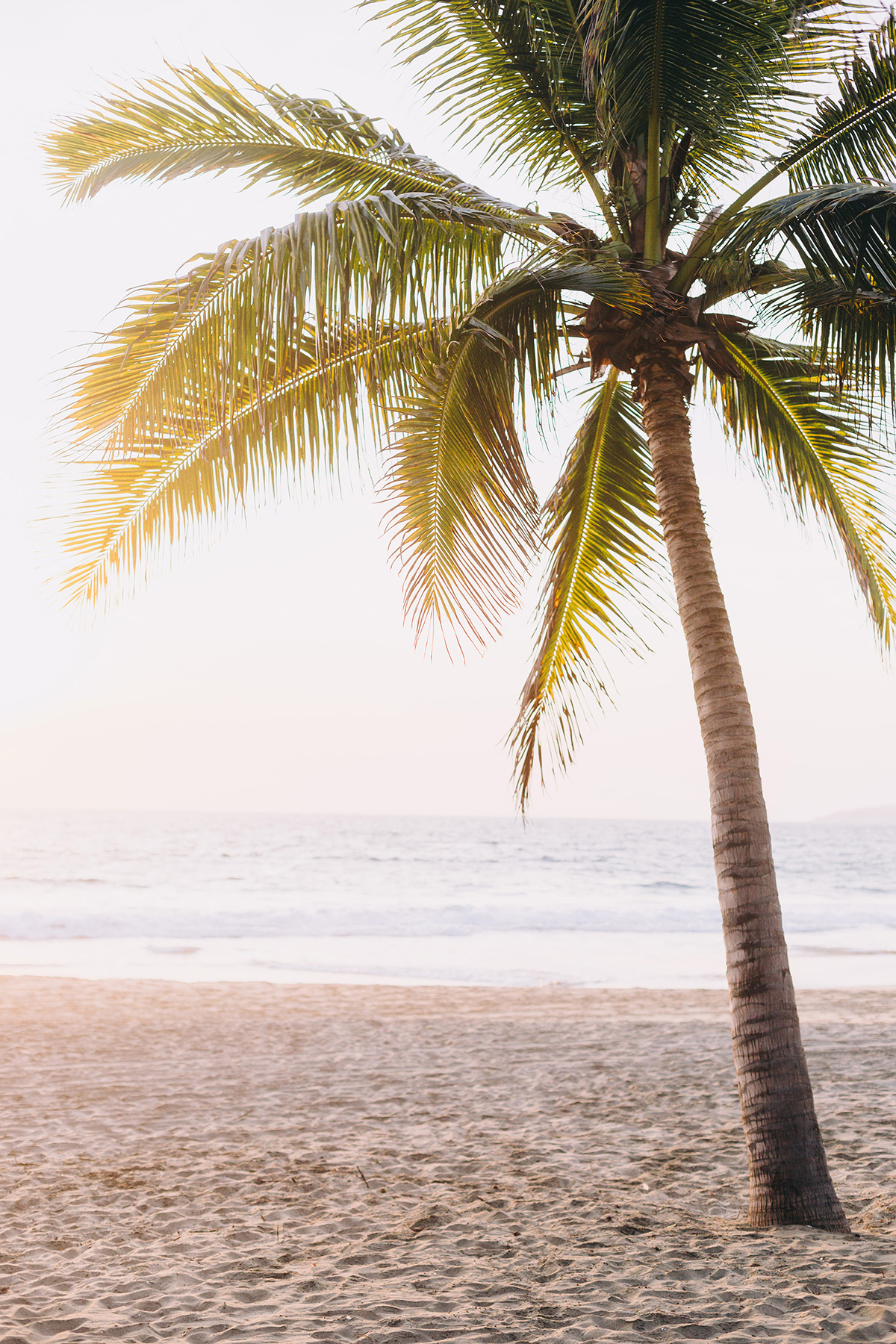 Palm tree on the beach with the sunset